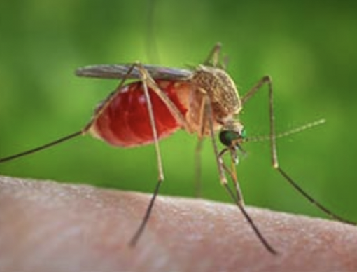 Febbre del Nilo: una vittima in Piemonte per l'infezione trasmessa dalle zanzare