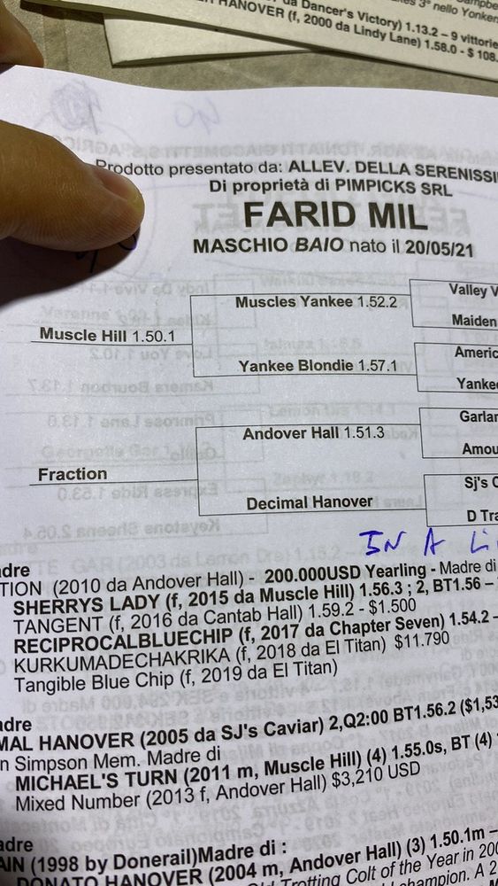 FOTO - Farid, Follia e presto altri due cavalli: lo &quot;shopping&quot; del campione Jokic a Busto Arsizio