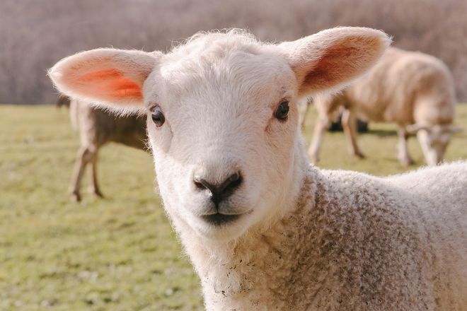 Dai primi profumi alla pecora che allatta l'agnellino. Com'è bello camminare e pure dissertare sulla paghetta Dai primi profumi alla pecora che allatta l'agnellino. Com'è bello camminare e pure dissertare sulla paghetta