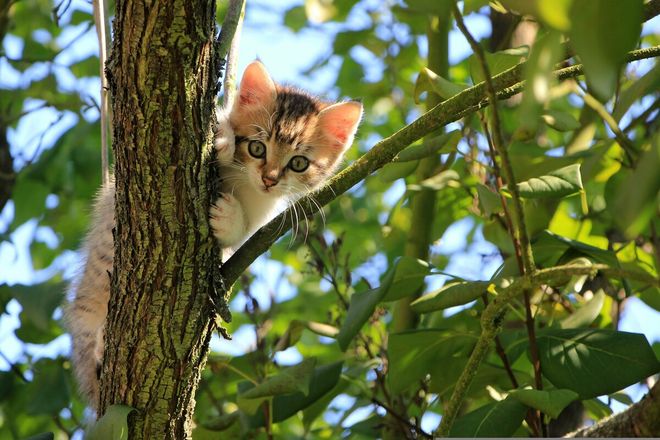 "… rampegò teme'l gattu"" - …. arrampicarsi come il gatto