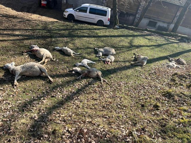 Gli ovini uccisi (foto Coldiretti)