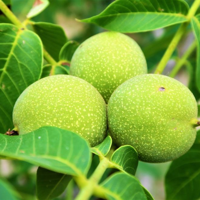 Le noci vanno raccolte ancora verdi