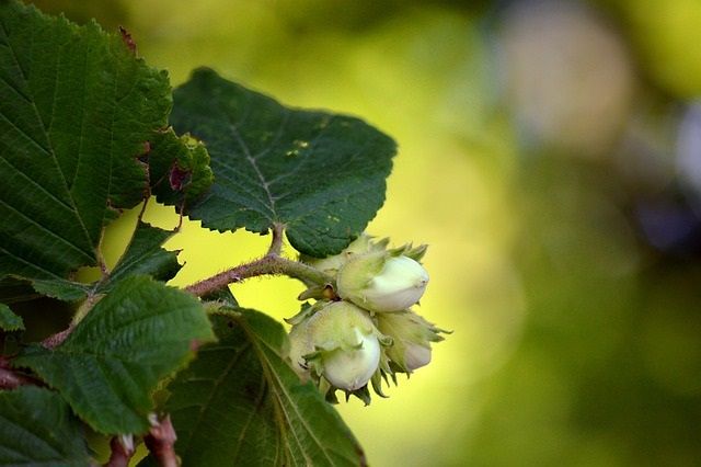 &quot;i niscòei e i galughi&quot; - le nocciole e i maggiolini