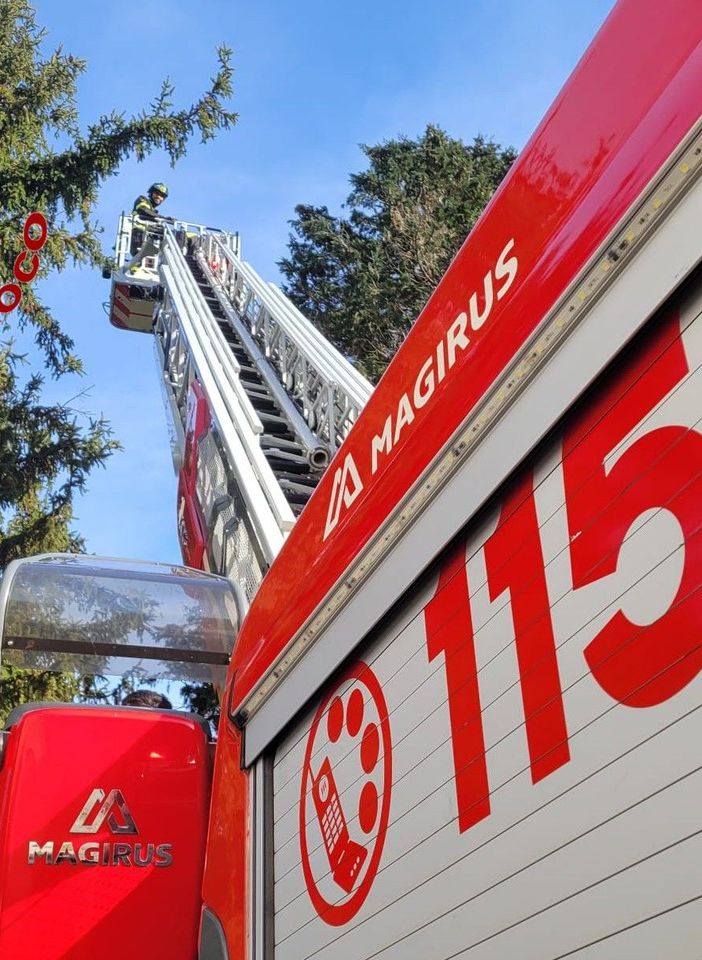 Ispra, gattino bloccato su una pianta a 15 metri dal suolo. Per salvarlo servono i vigili del fuoco