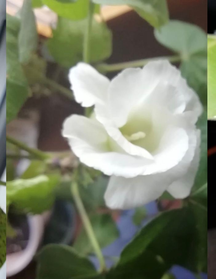 FOTO. Sarà un bianco Natale (parola di cotone)