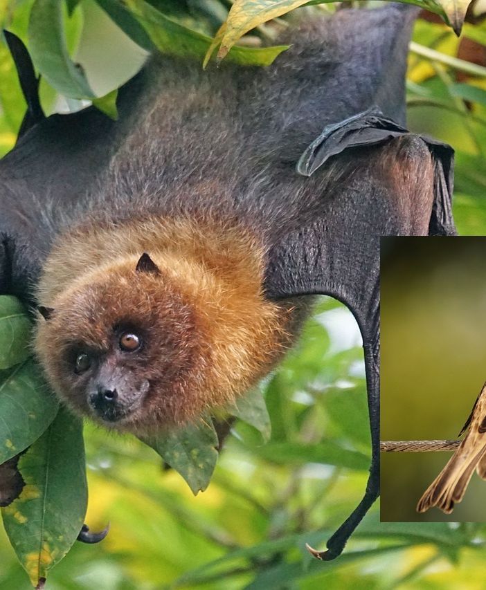 &quot;a tignoea&quot; - il pipistrello