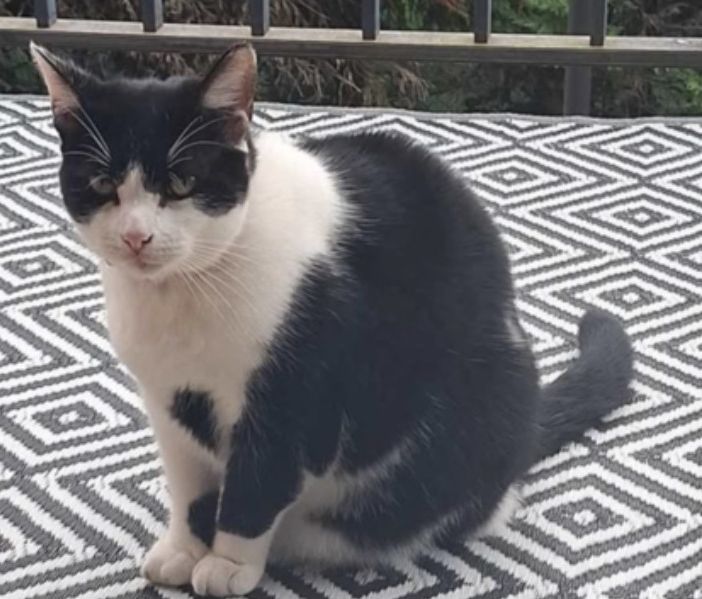 Busto, il micio Pepe è tornato a casa