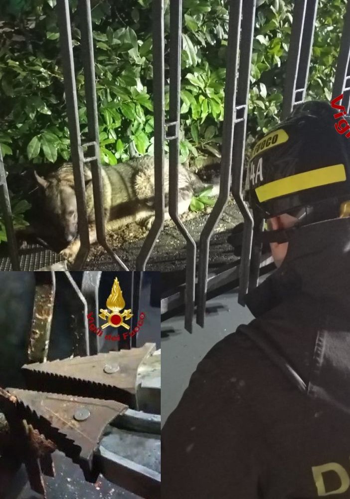 Il cagnolino e nel riquadro la liberazione della zampa