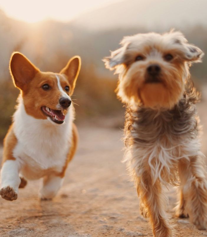 Quali domande porsi prima di accogliere un cane in famiglia?