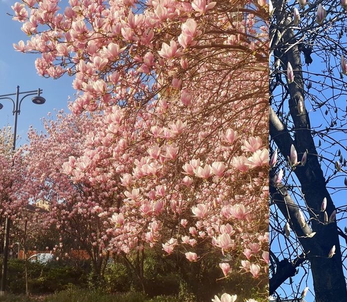 La fioritura di piazzale Facchinetti e a lato segnali di primavera vicino al campanile di Sant'Edoardo