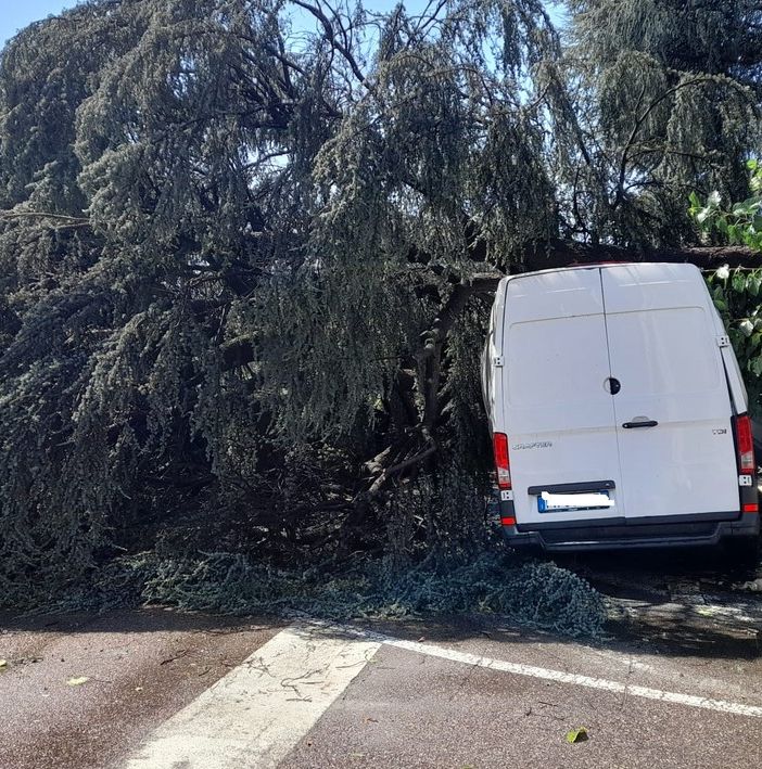 Indicazioni per le richieste sugli abbattimenti degli alberi