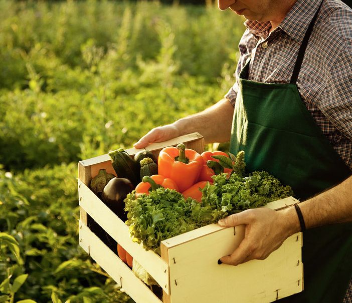 Agricoltura, Gadda (Iv): «Ok a biologico è interesse nazionale. Senato approvi subito»