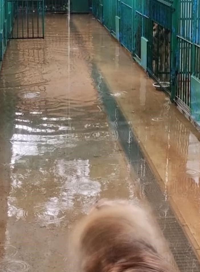 Il nubifragio devasta anche l’associazione Emi Onlus: «Box dei cani con 15 centimetri d'acqua, siamo allo stremo»