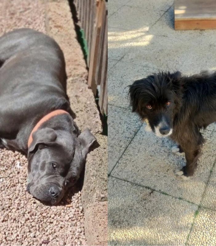A sinistra Akira, il cane che ha perso la vita, a destra l'altro cane della famiglia