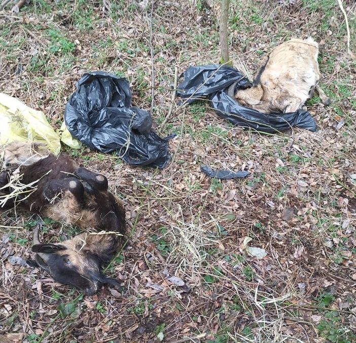 Le carcasse abbandonate in sacchi di plastica