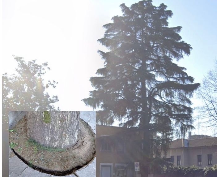 Cerro Maggiore, sarà abbattuto il cedro di fronte all'ex consultorio