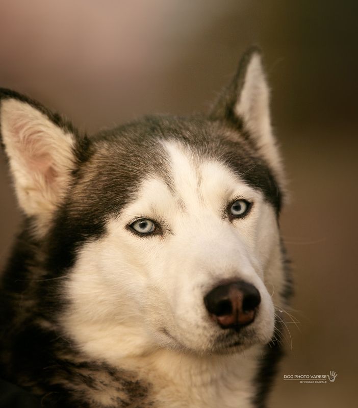 “L’essenza dell’amore reciproco”: le iniziative di San Valentino a sostegno dei cani del Canile di Varese