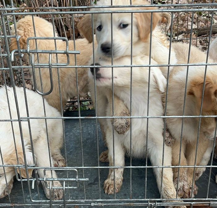 Busto: cucciolata abbandonata vicino MalpensaFiere. VIDEO