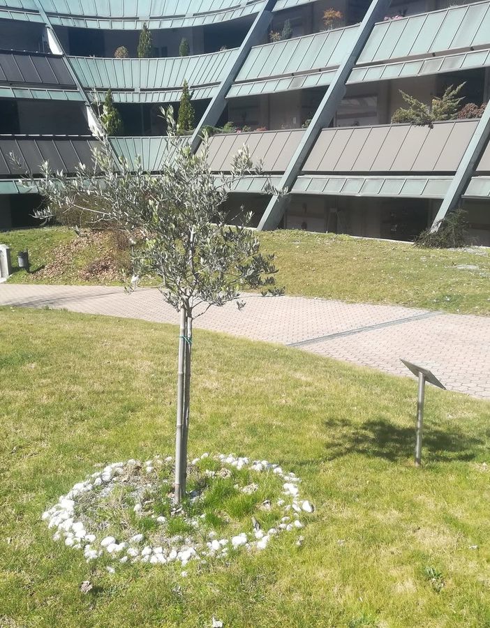 Un ulivo per le vittime del Covid: Castellanza tiene viva la memoria