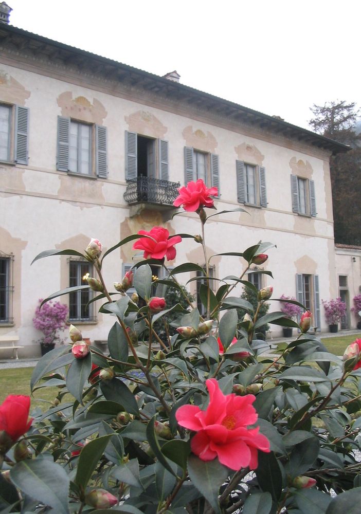 Le Giornate delle Camelie a Villa Della Porta Bozzolo
