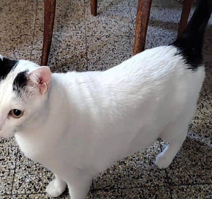Luigi, il gatto che Paolo Carù ritrovava, la sera, dopo avere chiuso il suo negozio (foto dal gruppo Fb Gallarate è...)