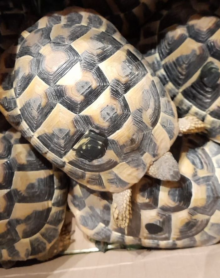 Alcune delle tartarughe abbandonate tra Busto e Castellanza