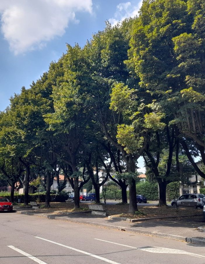Alberi in piazza XXV Aprile, alcuni dei quali ritenuti insicuri