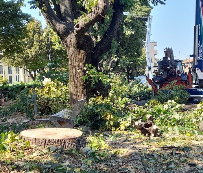 VIDEO - Cassano Magnago: giù i primi tigli in piazza XXV Aprile