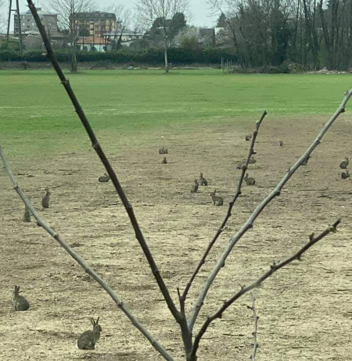 Conigli e minilepri al Pam, l'allarme della Lav: «Inizieranno le deportazioni, ci sentiamo inascoltati»