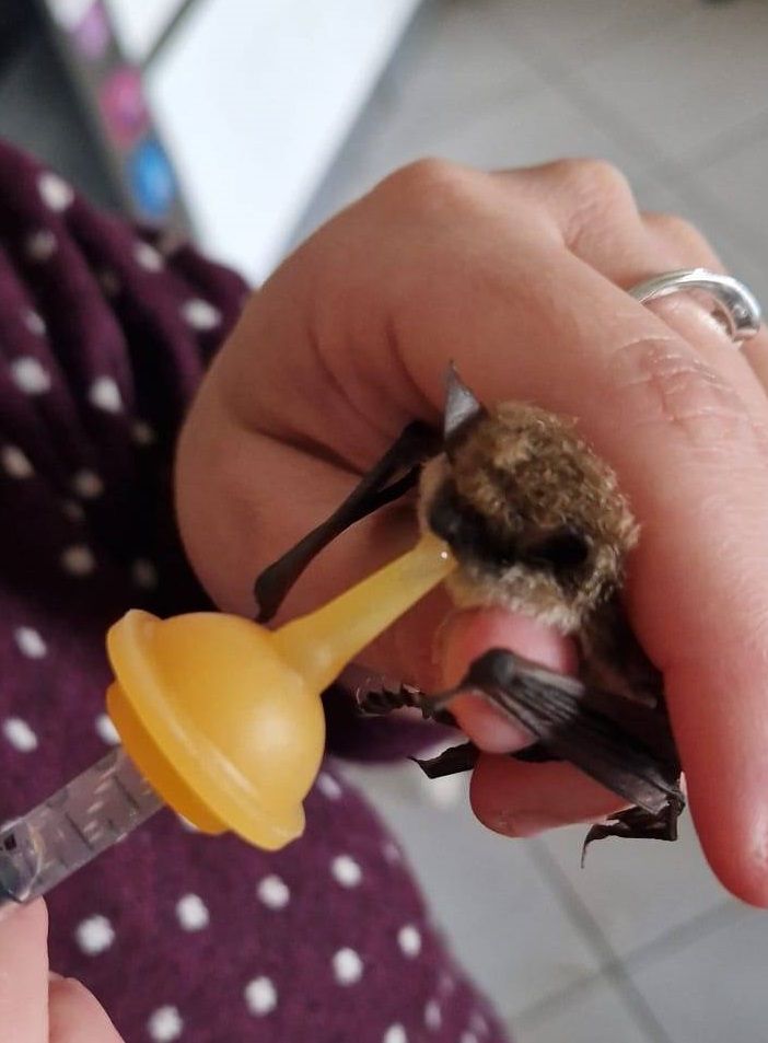 Pippi il pipistrello si rimette in forma per tornare a essere un divoratore di zanzare