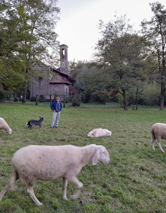 Pecore a Cascina dei poveri, Busto. Nell'immagine in fondo all'articolo, il gregge a Gallarate, viale Milano