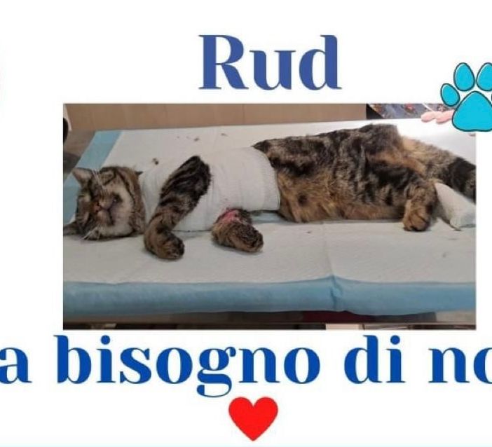 L’appello: «Aiutateci con le spese mediche per Rud»