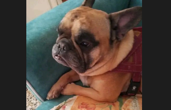 Tommy, il cagnolino al quale la padrona non ha potuto pagare cure d'urgenza