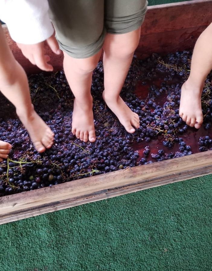 A piedi nudi tra i grappoli d'uva. Sotto, alcuni momenti alla fattoria didattica per i bambini di Paffulandia Kids
