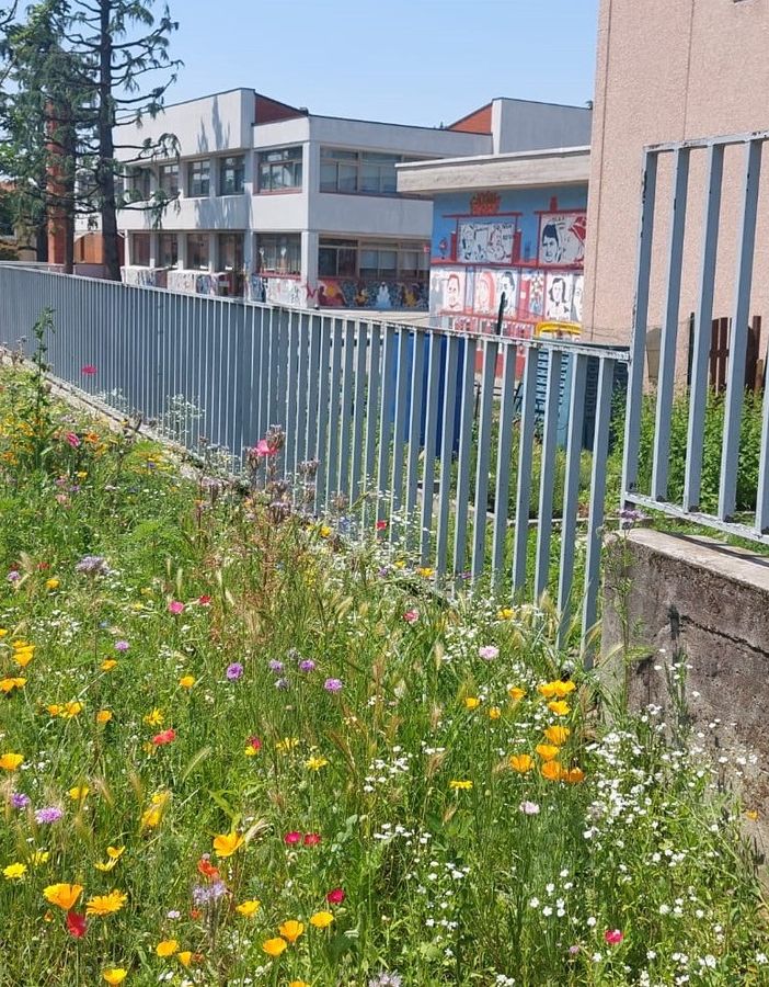 Marnate: le aiuole di via Repubblica sono un prato fiorito. E fanno felici le api