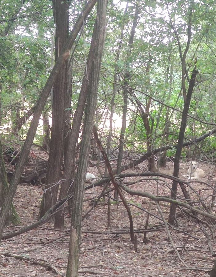 Cani liberi al Parco Alto Milanese: «Si intervenga»