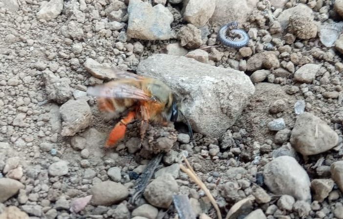 Le api trovano casa al nido Rossini di Busto. «Nascerà un progetto per le scuole»