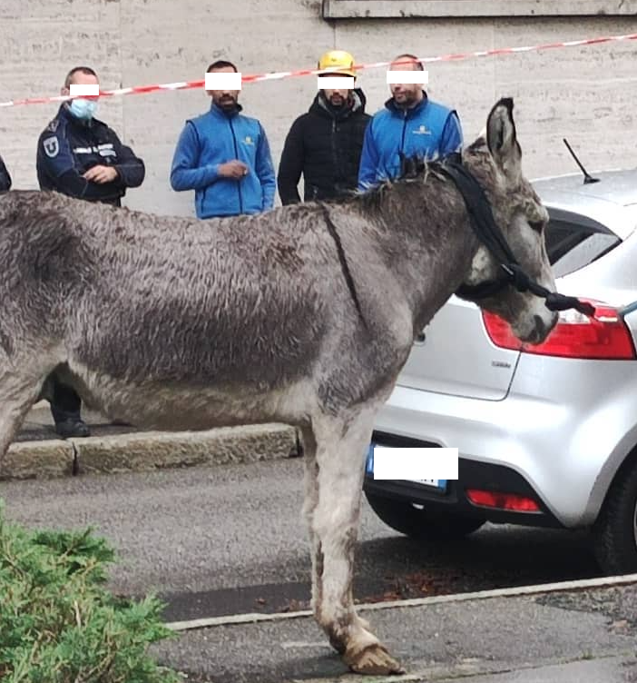 L'asino in via Mameli nella foto dell'avvocato Dario Celiento