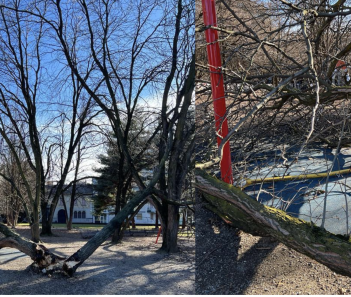 Vento forte, cade una pianta. Paura nel parco a Busto