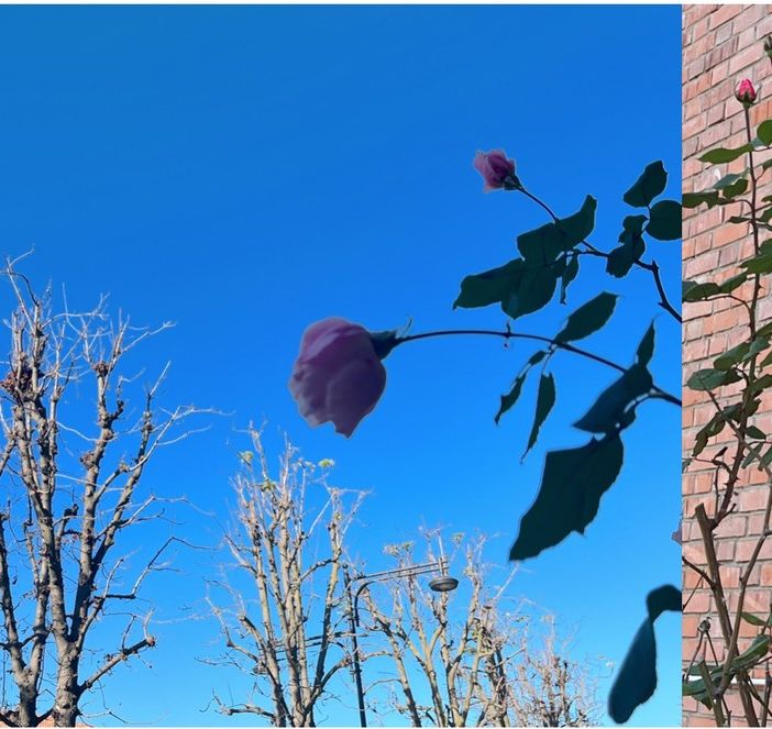 LA FOTO. L'autunno del villaggio: ditelo con una rosa