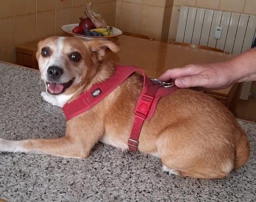 Miky cerca una famiglia che lo possa accogliere dopo tante sofferenze