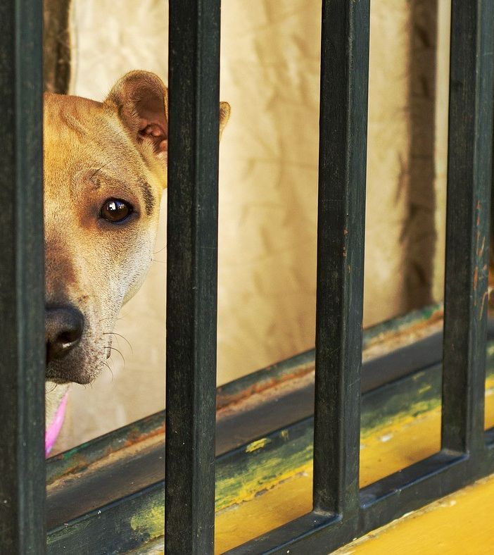 Rapporto Zoomafia: «Nel 2020 circa 1.510 procedimenti penali con 880 indagati per crimini contro gli animali»