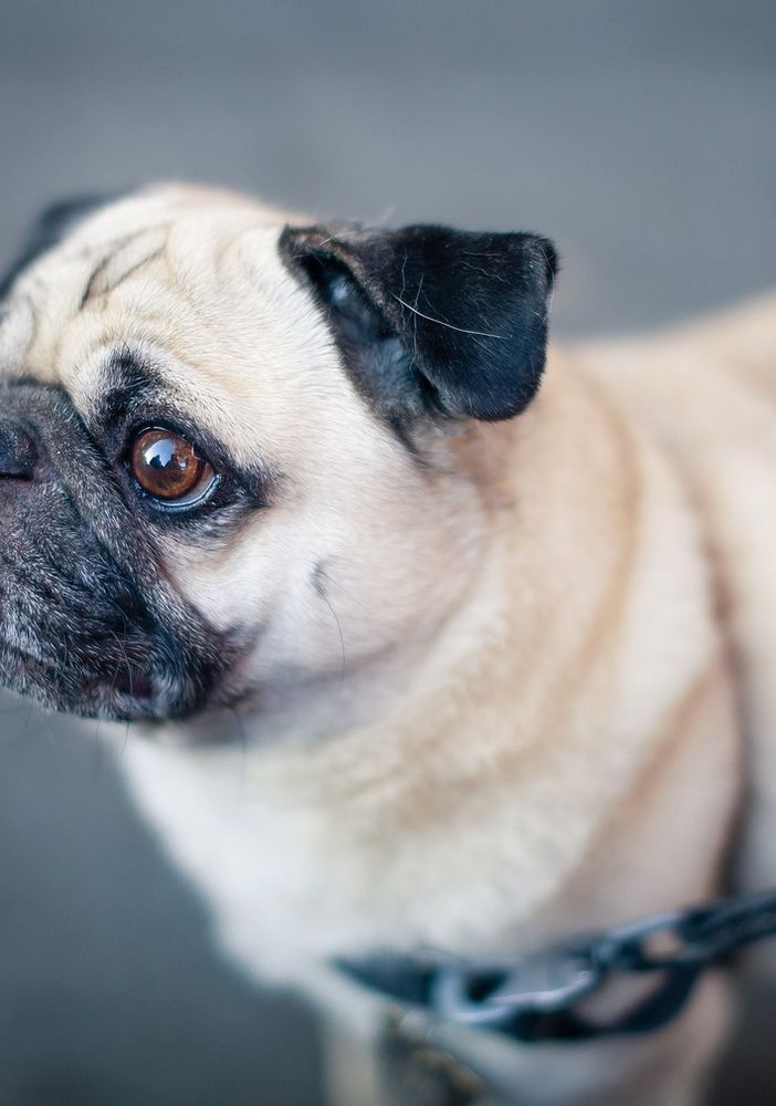 Pipì dei cani da lavare: «Non una proposta contro gli animali, ma a tutela del decoro»