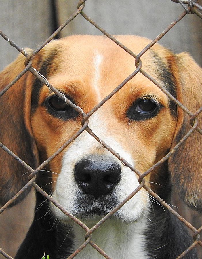 Busto, lascia 50mila euro ai cagnolini abbandonati: «Grazie, Rosalma»