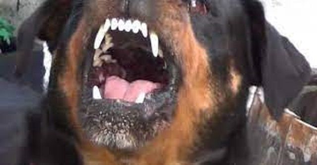 Uomo aggredito da un cane a Rho: scenari da chiarire