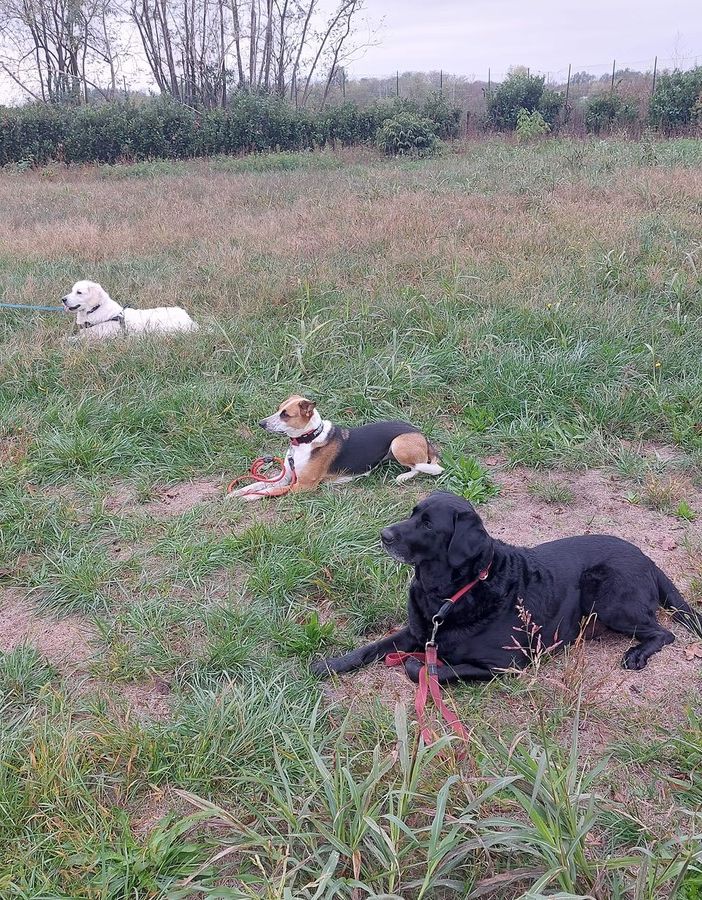 Cani pronti ad aiutare gli uomini - dalla pagina Fb Unità Cinofila Tequila Ets Busto Arsizio