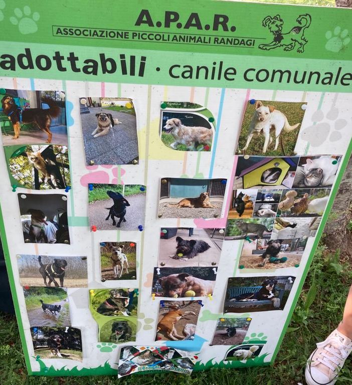 L'elenco degli adottabili e due volontarie dell'Apar mentre si attende l'arrivo dei cagnolini del canile