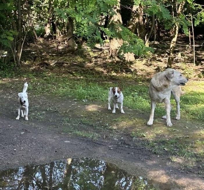 Cani liberi al Parco Alto Milanese. «Un problema di sicurezza per tutti. Non aspettate a segnalare»