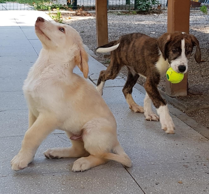 Due cagnolini in attesa di adozione al canile di Busto