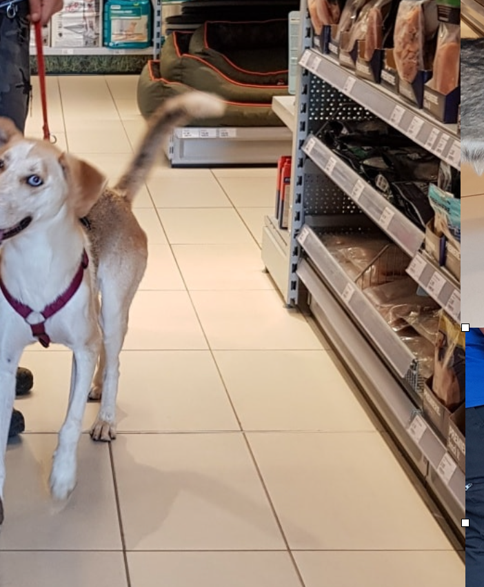 Nick e Skilla perfette massaie a quattro zampe: anche così cercano casa